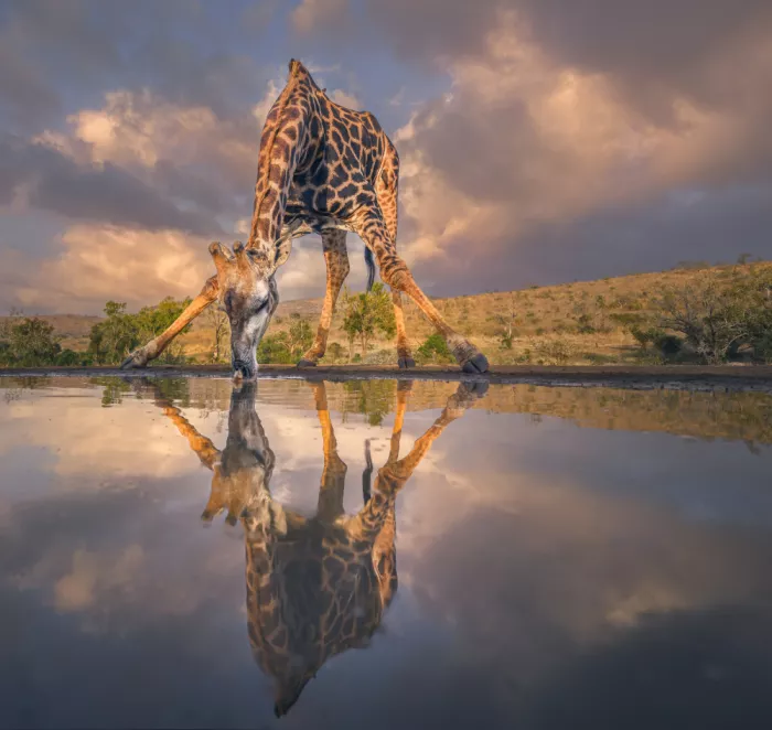 Amtmann, Ana: WILD REFLECTION