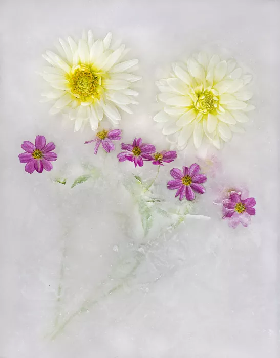 Uranga, Pedro: Colors among the ice.
