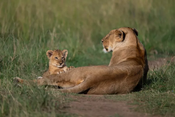 Alicke, Bjoern: lion cub looking for trouble