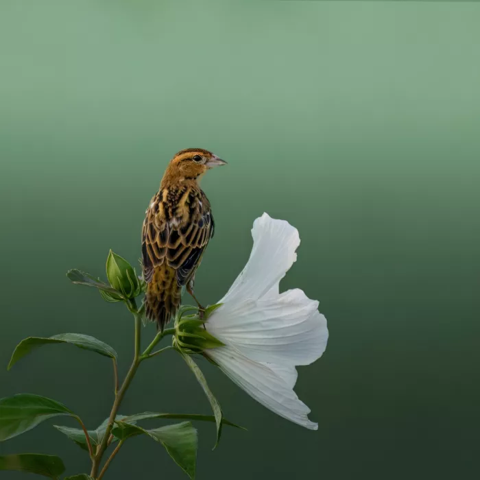 Xu, Wei: Delicate Balance