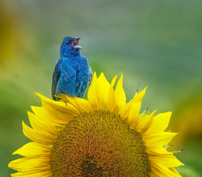 Su, Yuan: Birds singing on the sunflower