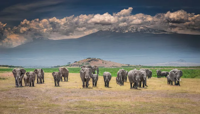Sink, C. Jeffrey: Die Parade mit dem Kilimandscharo im Hintergrund