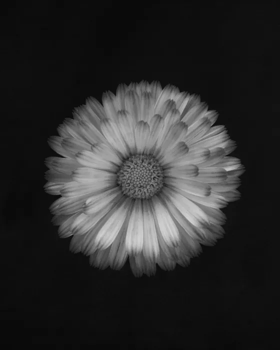 Grønkjær, Lotte: Calendula