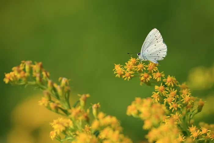 Ascic, Simun: Holly blue
