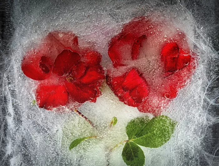 Losada, Secundino: Frozen roses