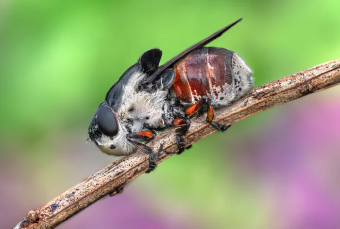 Saluja, Atul: Aggrappato