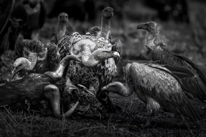 Tsui, Hung: A flock of vultures