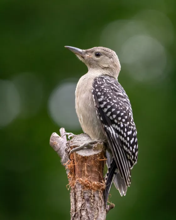 Ehrmann, Jon: Red-bellied Woodpecker