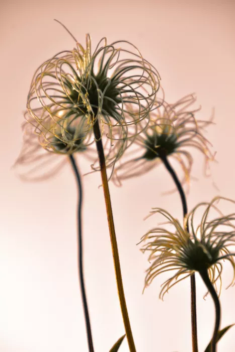 Sillen, Christina: Clematide Dorata