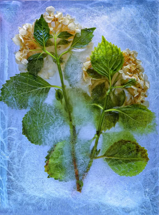 Losada, Secundino: Frozen hydrangea
