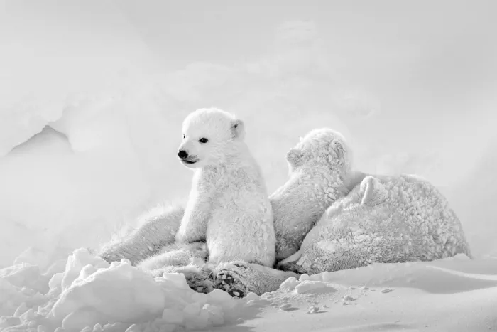Tsui, Hung: Curious polar bear cub