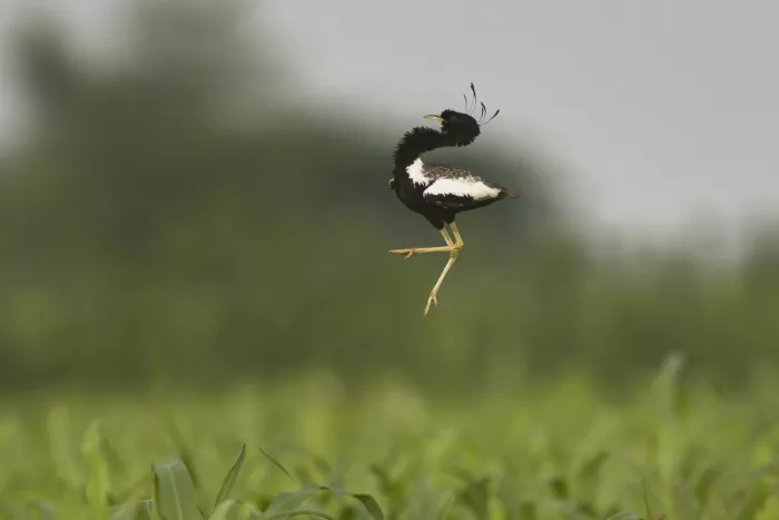 Sikand, Puneet: Florican dance