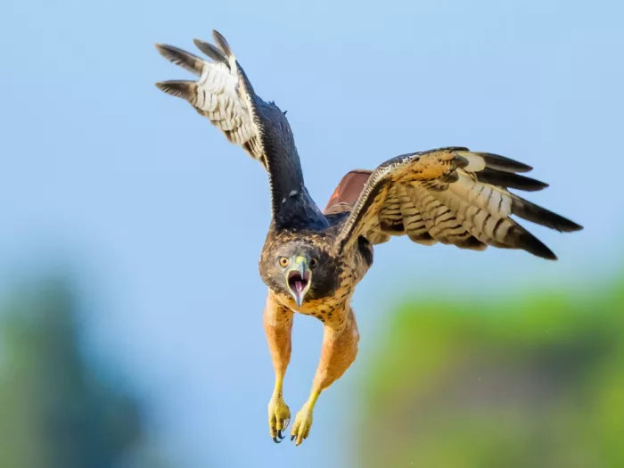 Wang, Moses: Angry hawk