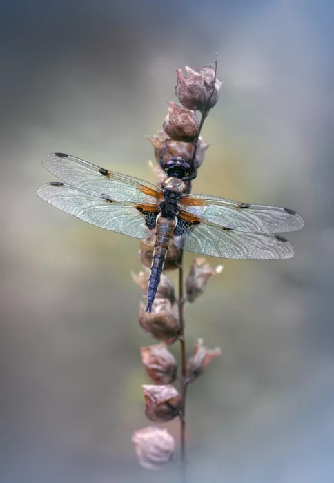 Daminelli, Fabrizio: Libélula cuatrimacula