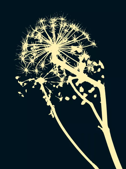 Strnad, Petr: Silhouette Blossom