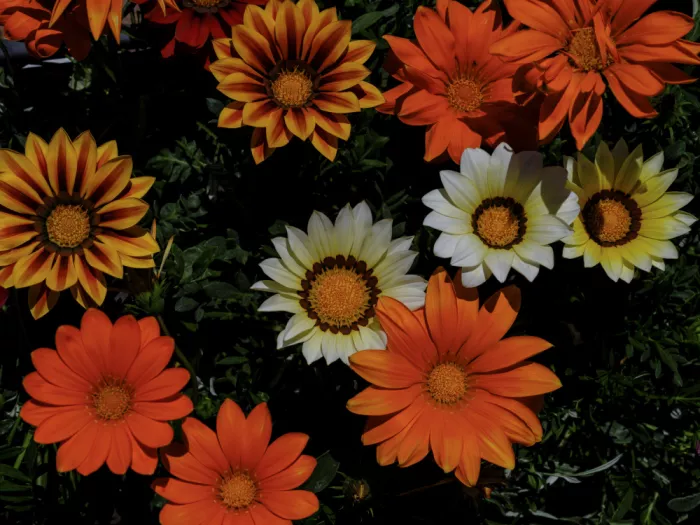 akyurt, engin: Bellissimi fiori nella natura