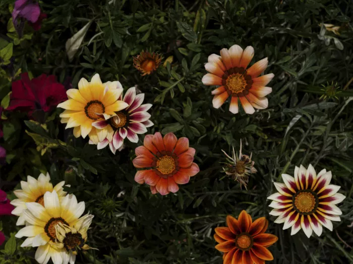 akyurt, engin: Fiori