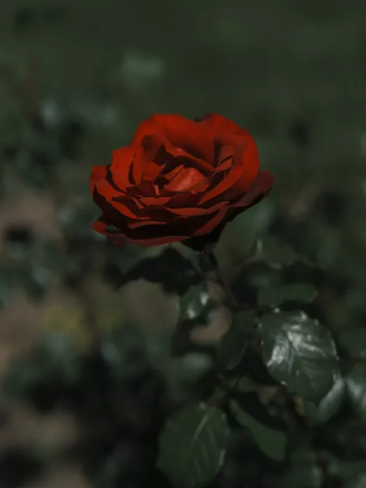 akyurt, engin: Rosa rossa nel giardino