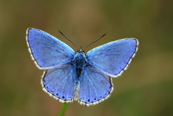 Ascic, Simun: Adonis blue