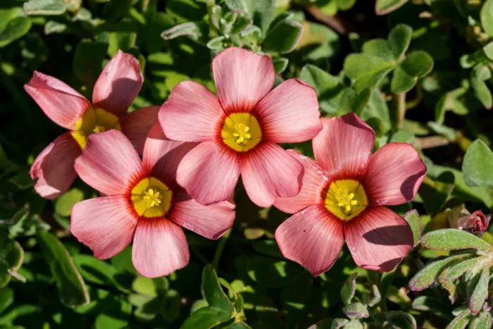 Steenkamp, Etienne: Pink flowers