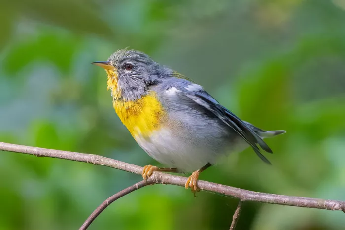 Zhang, Robert: Parula in Transition
