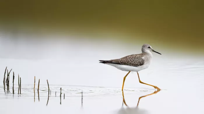 Zhang, Robert: Wetland Wanderer