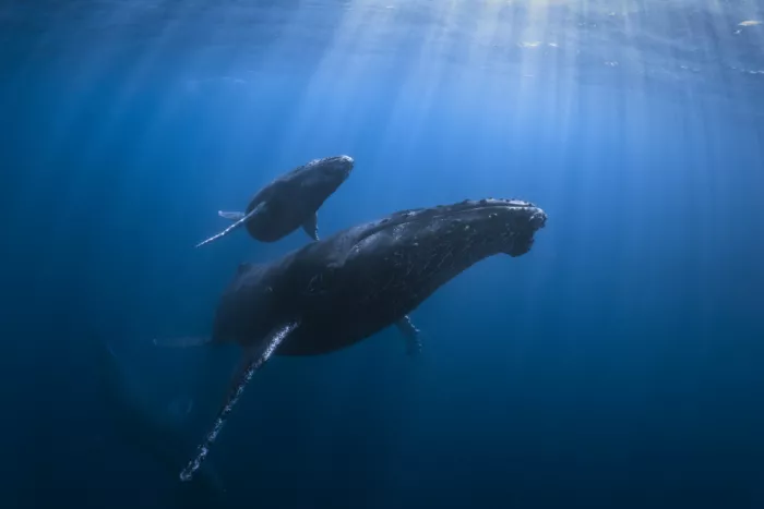 Gabriel, Barathieu: Calf and Mother of the Sea