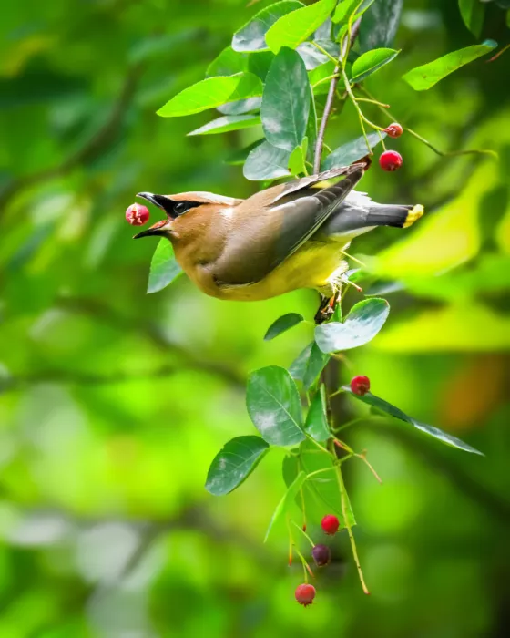 Cai, Xiao: Cedar Waxwing