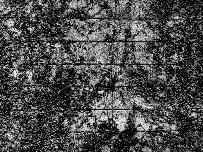 ch, Santhosh: Beschattete Ranken