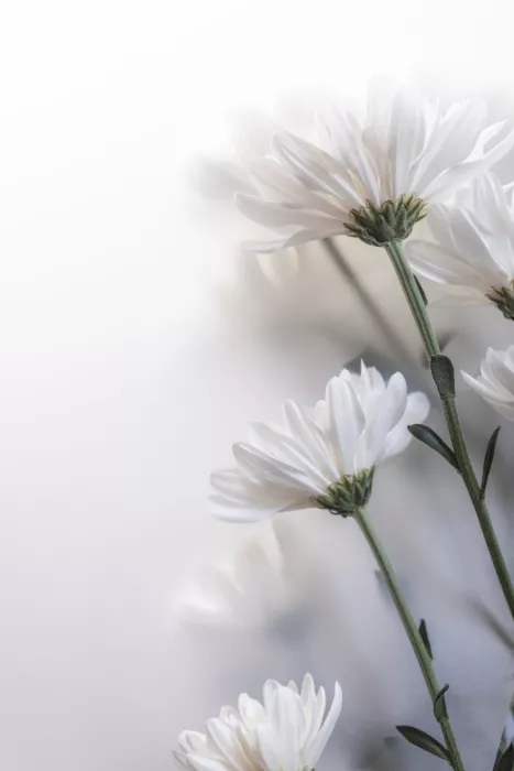 Böhmer, Mareike: Fleurs floues 8