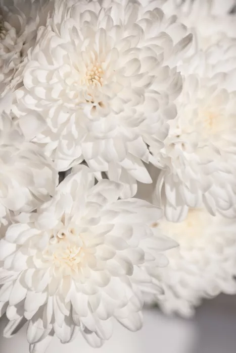 Böhmer, Mareike: Fleurs blanches 2