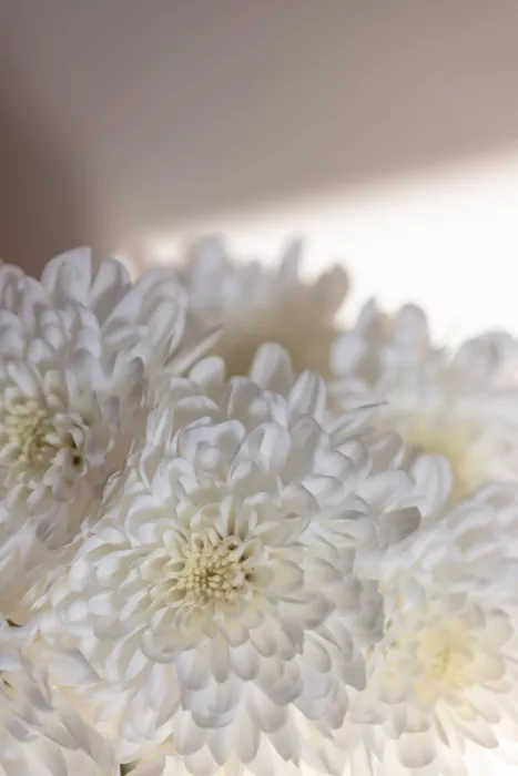 Böhmer, Mareike: Fleurs blanches 6