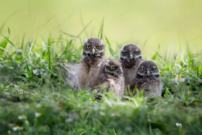 Wang, Ti: Burrowing owl siblings