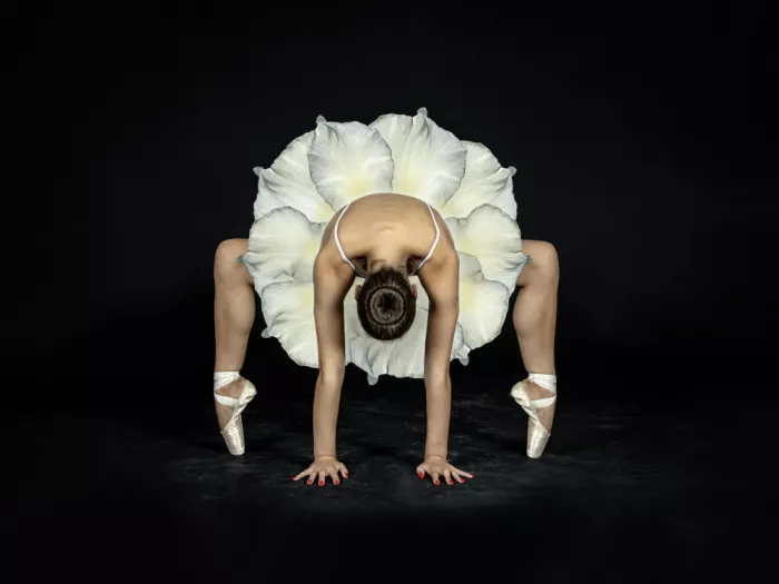 Pentony, Pauline: White Petals