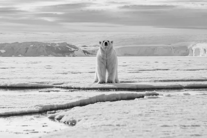 Nagpal, Manish: Bienvenido a mi glaciar