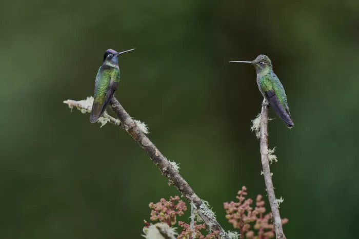 Sikand, Puneet: Gossiping Hummers
