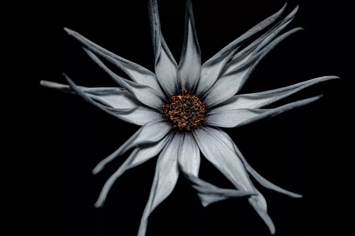 TaranSohal: Whispers of Life: A Dance of Pollen