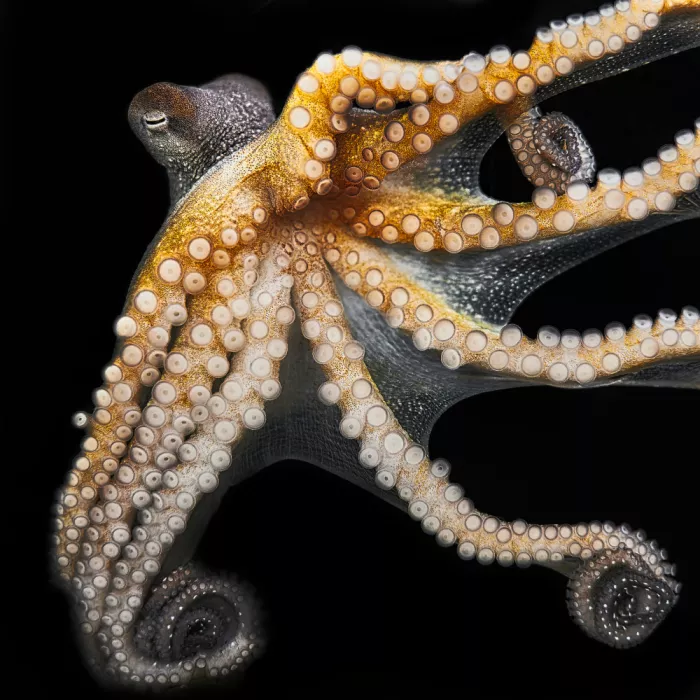 hiro: octopus