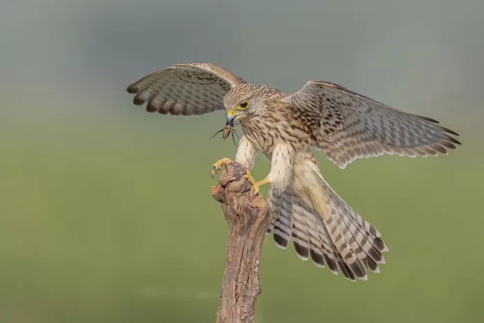 Mizrachy, Haim: Common kestrel found insect to breakfast