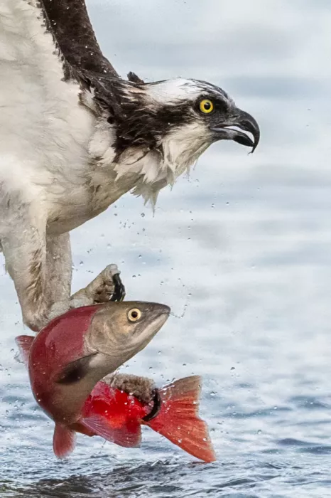 Wang, Victor: Osprey Catching Kokanee Salmon