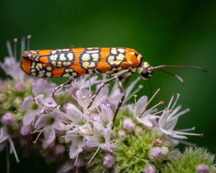 Ehrmann, Jon: Ermine Moth