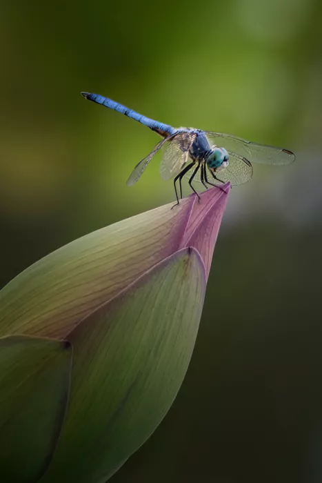Ji, Shirley: Dragonfly