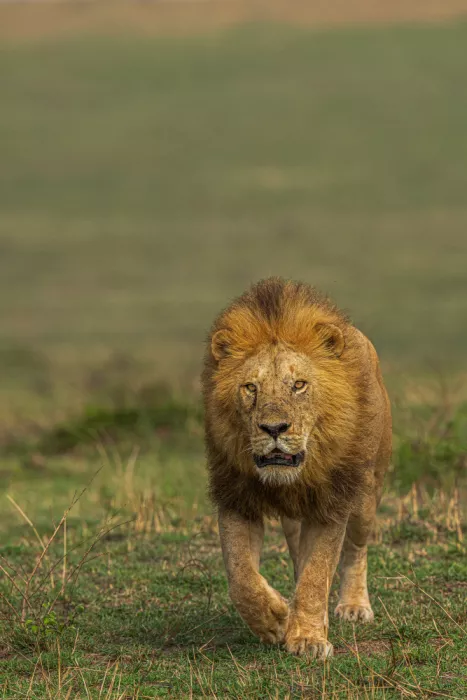 Bhatia, Yogesh: The King