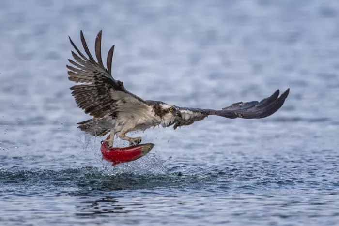Wang, Max: Águila pescadora con salmón Kokanee
