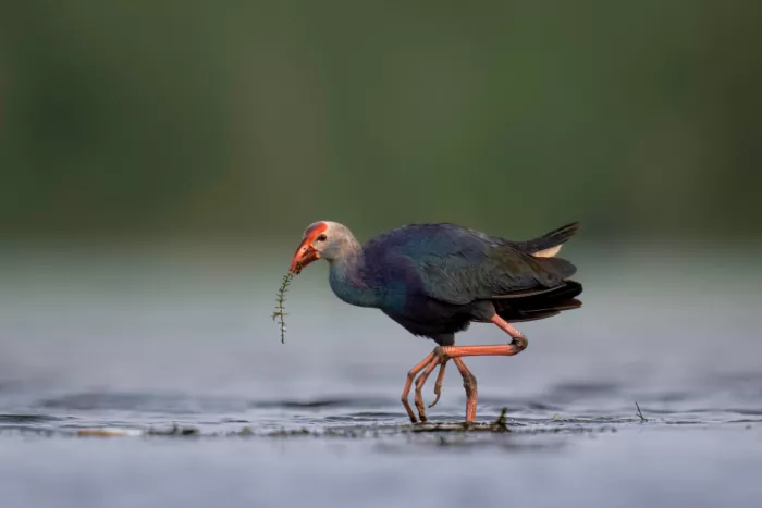 Dhesi, Rajat: Grey Headed Swamphen