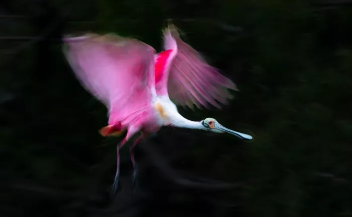 Fischer, Jie: Roseate Spoonbill