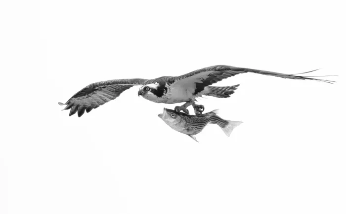 Huang, Johnson: Falco pescatore e pesce