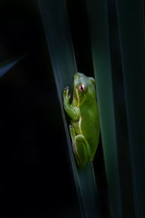 Zhang, Xiaohong: Green Tree Frog