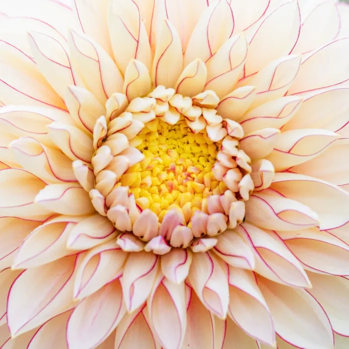 Lennartsson, Johan: Dahlia II