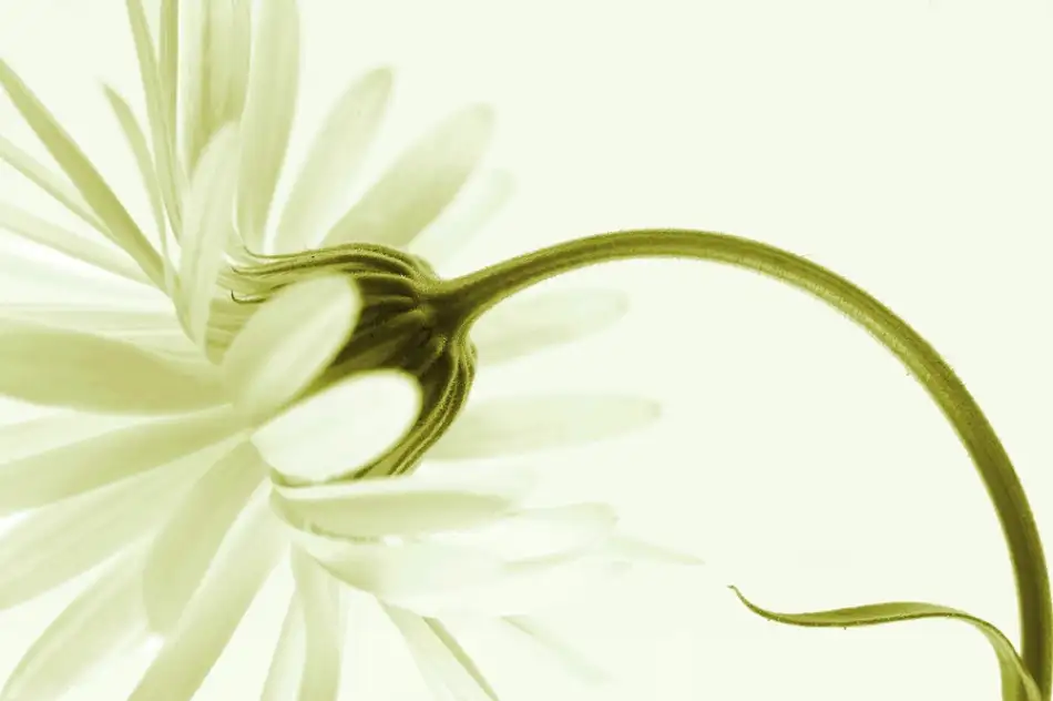 Wettstein, Priska: Artless